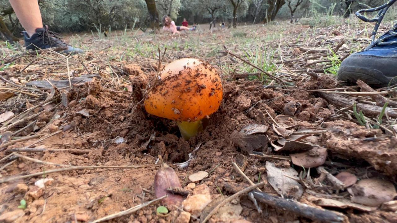 Nature Space Jabugo Dış mekan fotoğraf
